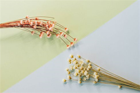 貴州函授專升本和網教專升本哪個好？